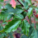 Acer griseum - 2