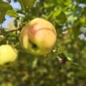 Malus domestica 'Lombarts' - 2