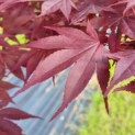 Acer palmatum 'Bloodgood' - Foto 5