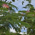 Albizia julibrissin - 5