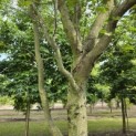 Carpinus betulus 'Frans Fontaine'   (Fastigiata) - 2
