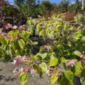 Clerodendrum trichotomum 'Variegatum' - juli 2026