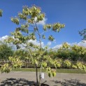 Clerodendrum trichotomum 'Variegatum' - 1