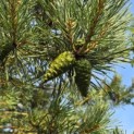 Pinus sylvestris 'Glauca' - 9