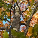 Fagus sylvatica 'Atropunicea' - november 2025