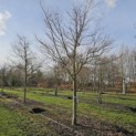 Acer palmatum - Foto 1