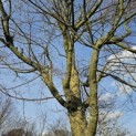 Acer palmatum - Foto 2