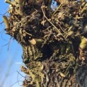 Salix Alba - 3
