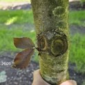 Fagus sylvatica 'Riversii' - 2