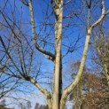 Amelanchier arborea 'Robin Hill' - Foto 2