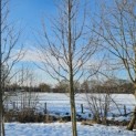 Amelanchier arborea 'Robin Hill' - Foto 1