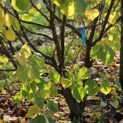 Corylus Avellana 'Aurea' - 1