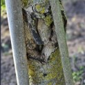 Juglans regia - 2