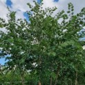 Betula nigra - Afbeelding 1