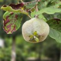 Cydonia oblonga 'Champion' - Foto 4
