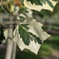 Liriodendron tulipifera 'Snowbird' - 6