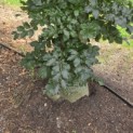 Fagus sylvatica 'Atropunicea' - Foto 1