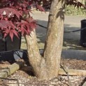 Acer palmatum 'Bloodgood' - 5