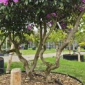 Rhododendron Roseum Elegans - 6