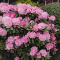 Rhododendron Yakushimanum 'Silberwolke' - Foto 2