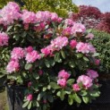 Rhododendron Yakushimanum 'Silberwolke' - Foto 1