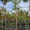 Pinus sylvestris - Foto 4