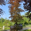 Fagus sylvatica 'Atropunicea' - 3