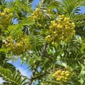 Sorbus 'Joseph Rock' - 6