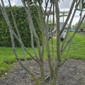 Prunus laurocerasus 'Caucasica' - Foto 4
