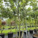 Quercus ilex - 2