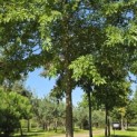 Quercus Palustris - 7