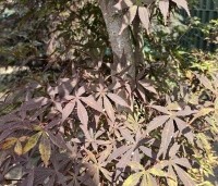 Acer palmatum 'Musashino' - Japanse esdoorn - 1