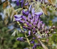 Wisteria sinensis 'Prolific' - Blauwe Regen - 4