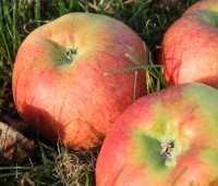 Malus dom. 'Bramley's Seedling' - Malus 'Bramley's Seedling' - 5