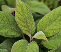 Hydrangea aspera 'Macrophylla' - Fluweelhortensia - 2