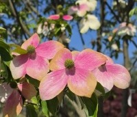 Cornus 'Norman Hadden' - Japanse grootbloemige kornoelje 'Norman Hadden' - 3