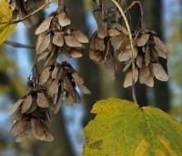 Acer platanoides - Noorse Esdoorn - 7
