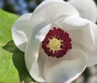 Magnolia sieboldii  - Magnolia sieboldii  - 3