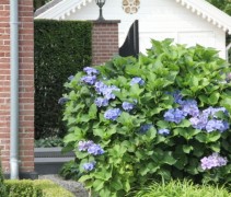 Hortensia 'Nikko Blue' struiken leveren wij in verschillende maten