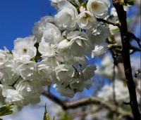 Prunus 'Fugenzo' - Japanse sierkers - 1