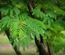 albizia jul Ombrella