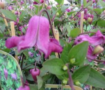 Clematis 'Queen Mother'