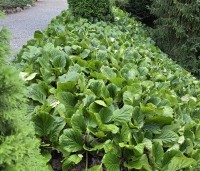 Bergenia cordifolia - Schoenlappersplant - 3