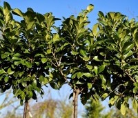 Prunus laurocerasus 'Etna' - Laurierkers - 3