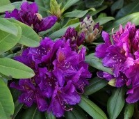 Rhododendron 'Marcel Menard' - Rododendron 'Marcel Menard' - 1