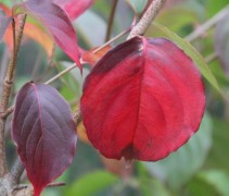 Cornus kousa Chinensis