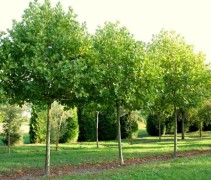 Platanus hispanica 'Alphons Globe'