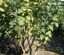 Syringa vulgaris 'Beauty of Moscow'