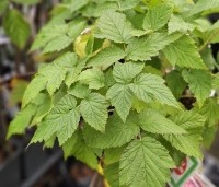 Rubus idaeus 'Autumn Bliss' - Framboos 'Autumn Bliss' - 1