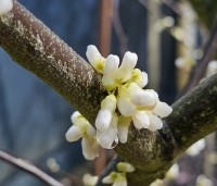 Cercis canadensis 'Royal White' - Judasboom 'Royal White' - 1